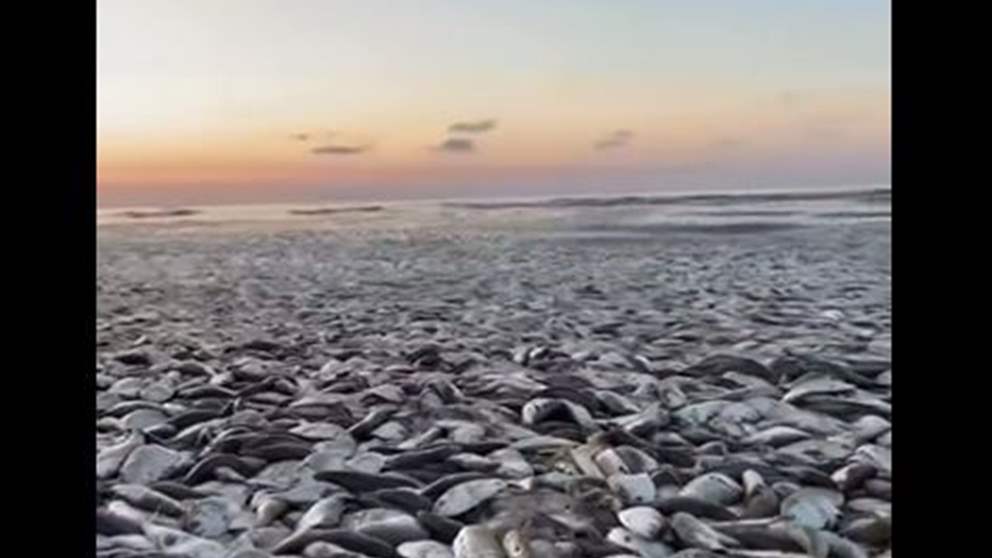 بالفيديو - أكوام من الأسماك النافقة تغطي الشاطئ.. شاهدوا بالفيديو ما حصل!  