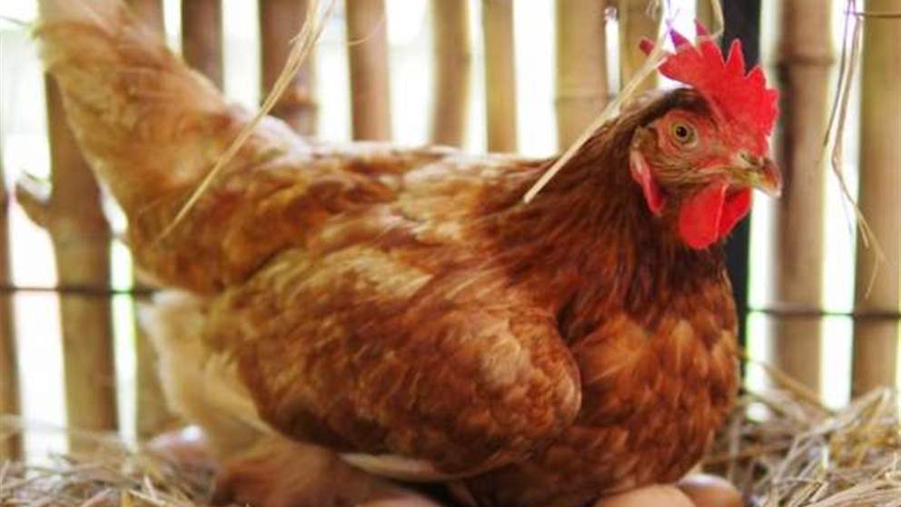   الدجاجة قبل أم البيضة؟ .. وأخيراً علماء يجيبون عن السؤال المحير !