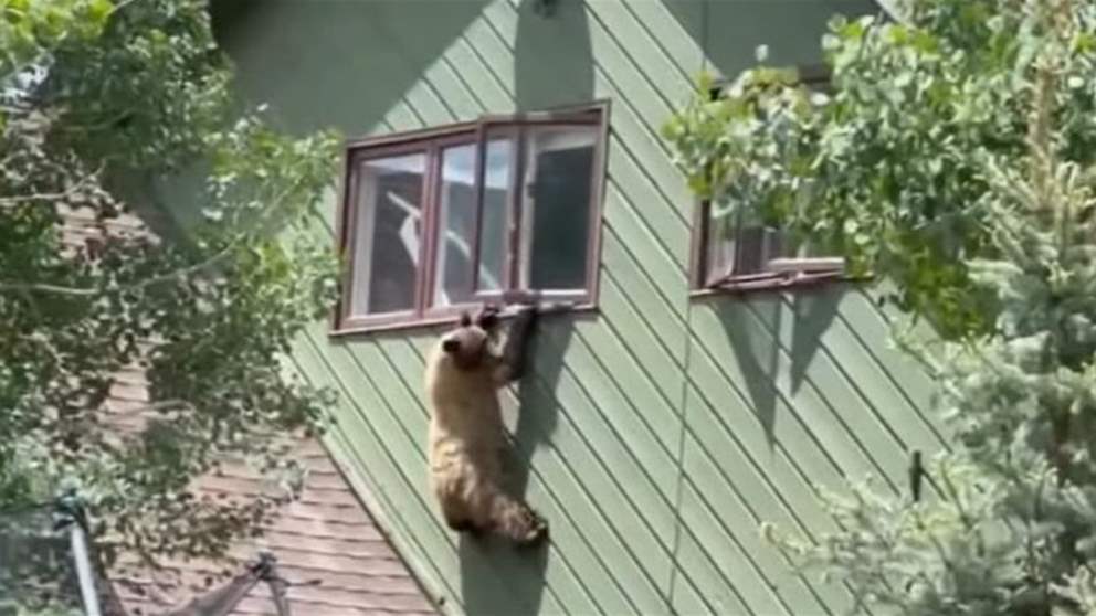 بالفيديو - دب يقتحم منزلا ويغادره بهذه الطريقة! 