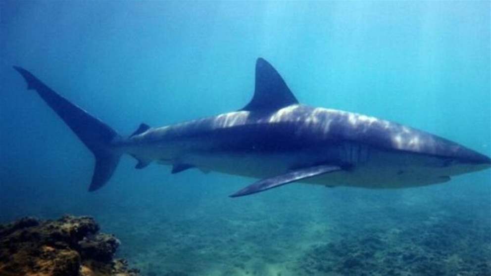 بعد انتشار فيديوهات تظهر اسماك القرش في لبنان.. لا داعي للهلع