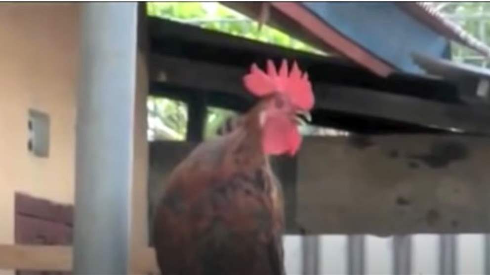 بالفيديو - دجاج يحاكي بصوته الضحك البشري