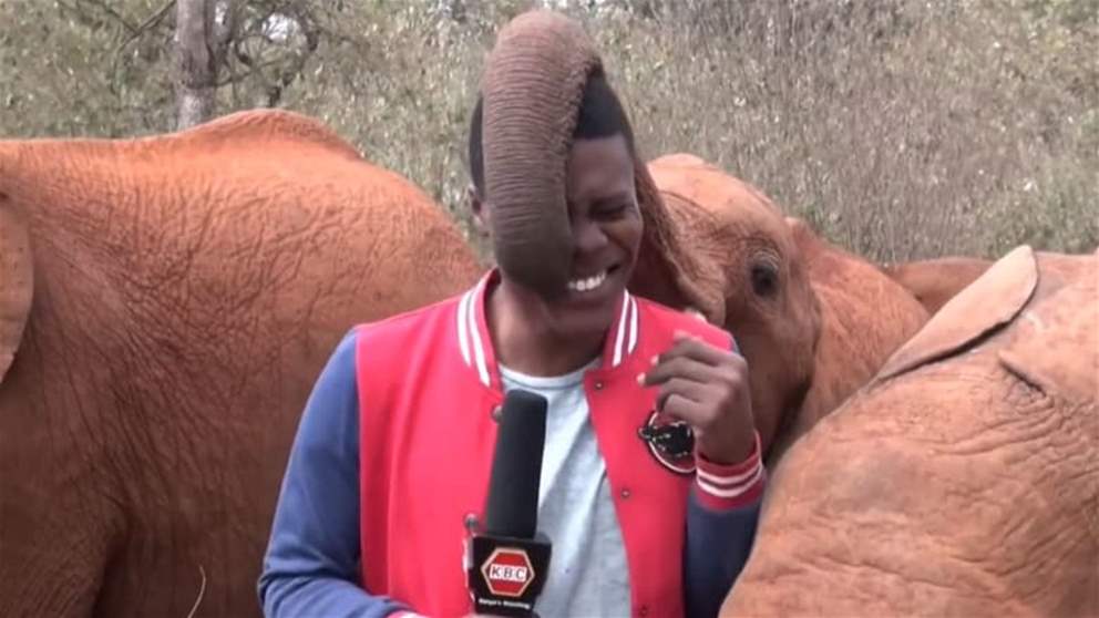 بالفيديو - فيل يفاجئ مراسلاً ويدخله في موجة من الضحك 
