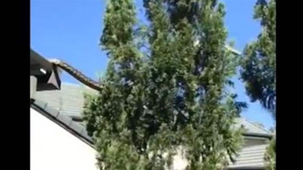 بالفيديو - "ثعبان عملاق" يتنقل من سطح مبنى الى شجرة والعائلة تراقب
