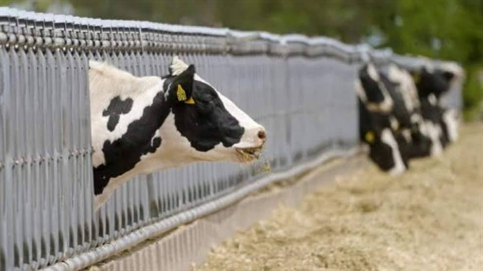الجزائر تعلن إيقاف استيراد العجول والأبقار من فرنسا بسبب "النزفية الوبائية" 