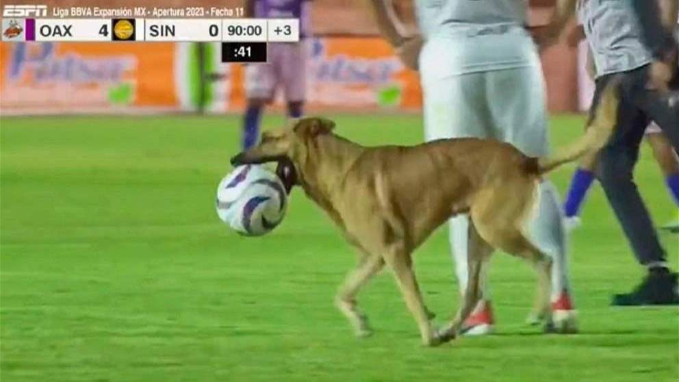 فيديو - كلب يقتحم الملعب مُطالباً بالحصول على الكرة !!