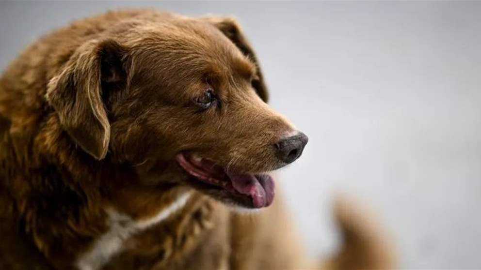 نفوق بوبي أكبر كلب عمراً في العالم عن 31 عاماً