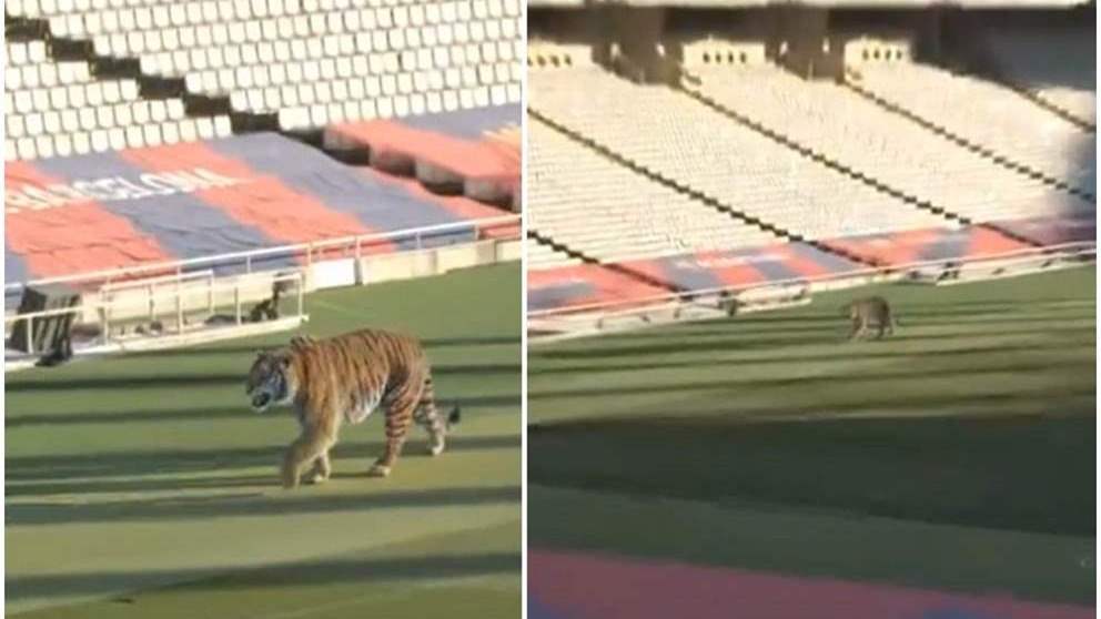 فيديو - نمر في ملعب برشلونة فما هو السرّ؟