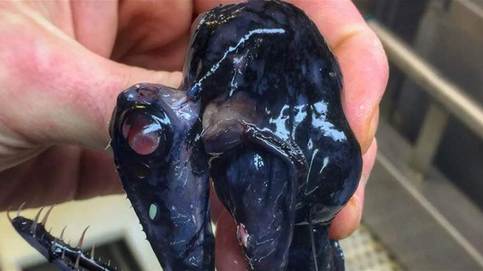 علماء يكتشفون بيوضاً سوداء غامضة في قاع المحيط