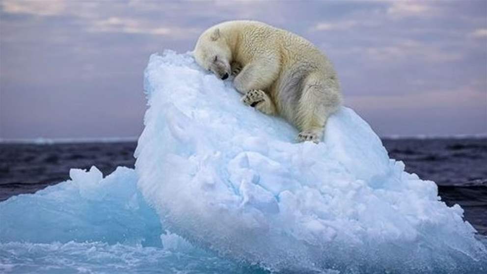 دب قطبي يأخذ قيلولة على "سرير جليدي"
