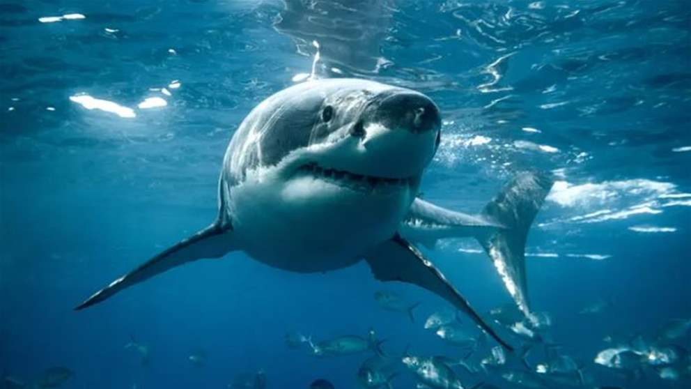بالفيديو - القرش "ماكو" يعود للبحر الأحمر.. وخبراء يوضحون الأسباب