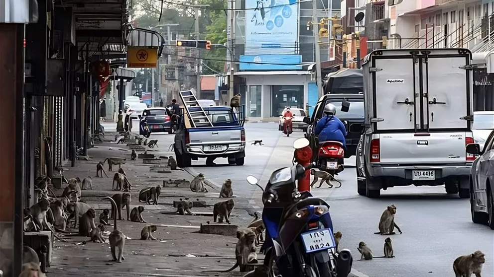 ليس فيلماً.. تايلاند تضع خطة لإنهاء الحرب مع القردة