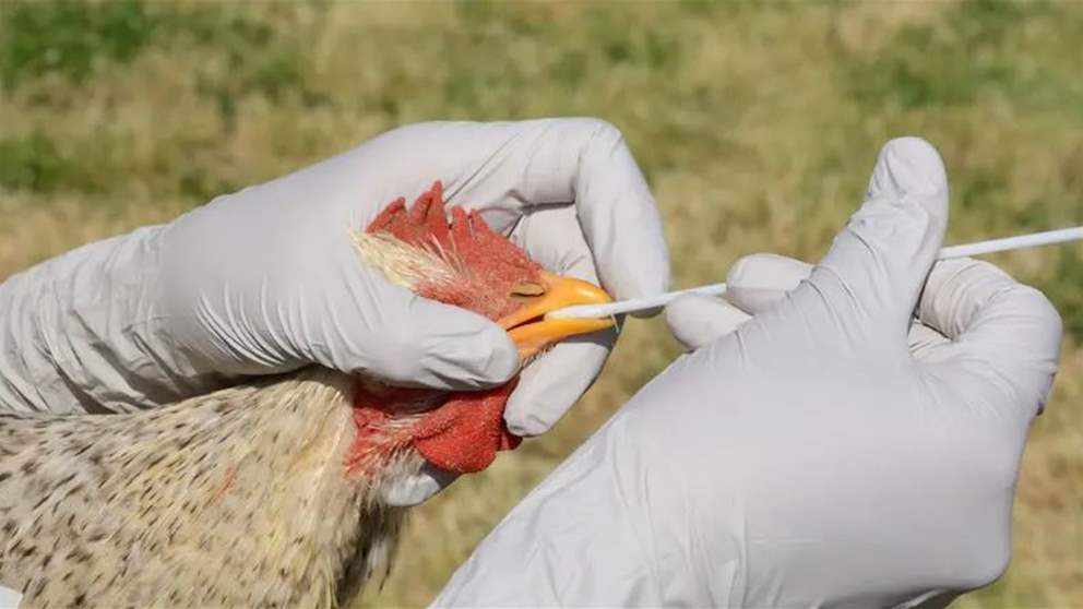 إكتشاف سلالة شديدة العدوى من إنفلونزا الطيور 