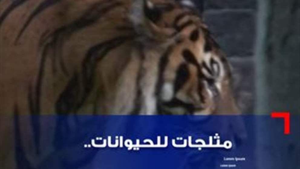 قامت حديقة حيوانات في إسبانيا بتوزيع الآيس كريم والحلويات المثلجة للحيوانات .

