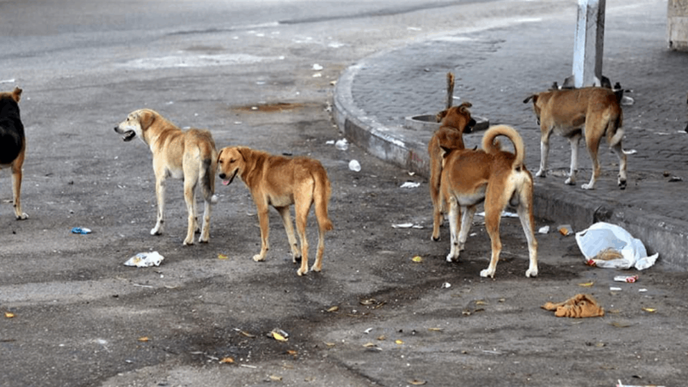 خطة جديدة للبلديات لمعالجة الكلاب الشاردة