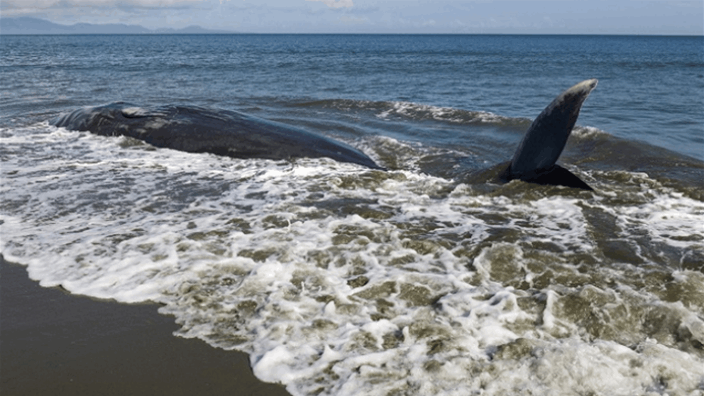 هربت قبل الزلزال.. نفوق حيتان عملاقة عند الشاطئ(فيديو)