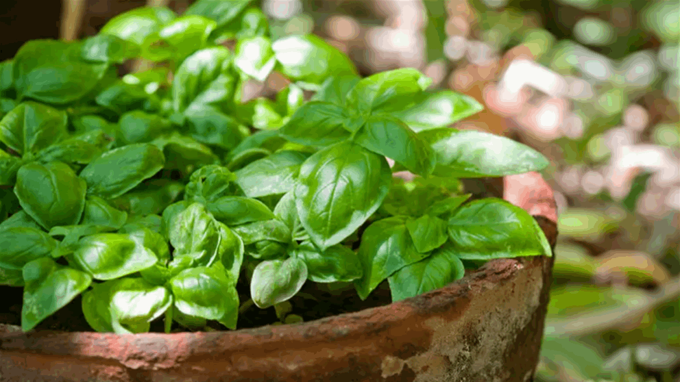 نبتة.. رخيصة وتحمي من السرطان! 