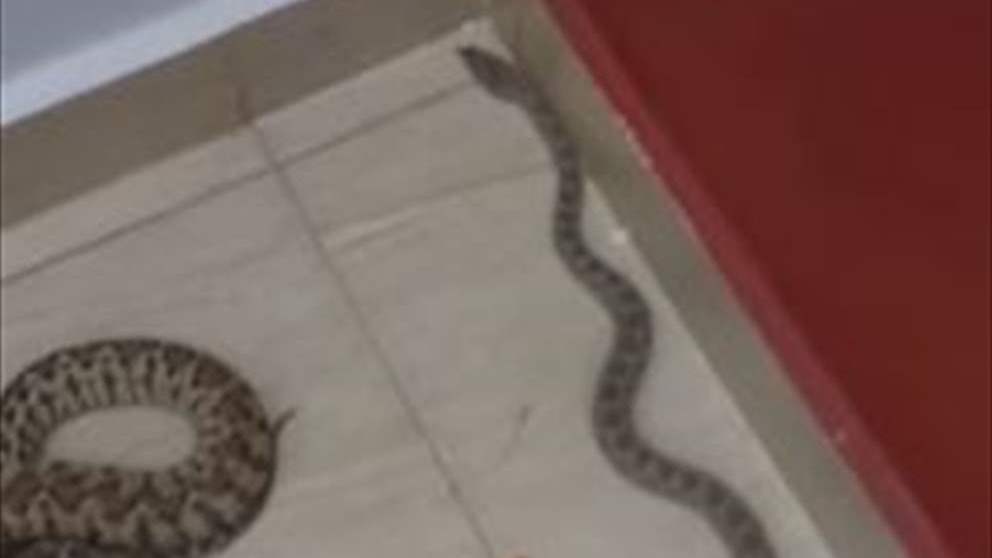 في لبنان أفعتان شهيرتان.. احذرهما!