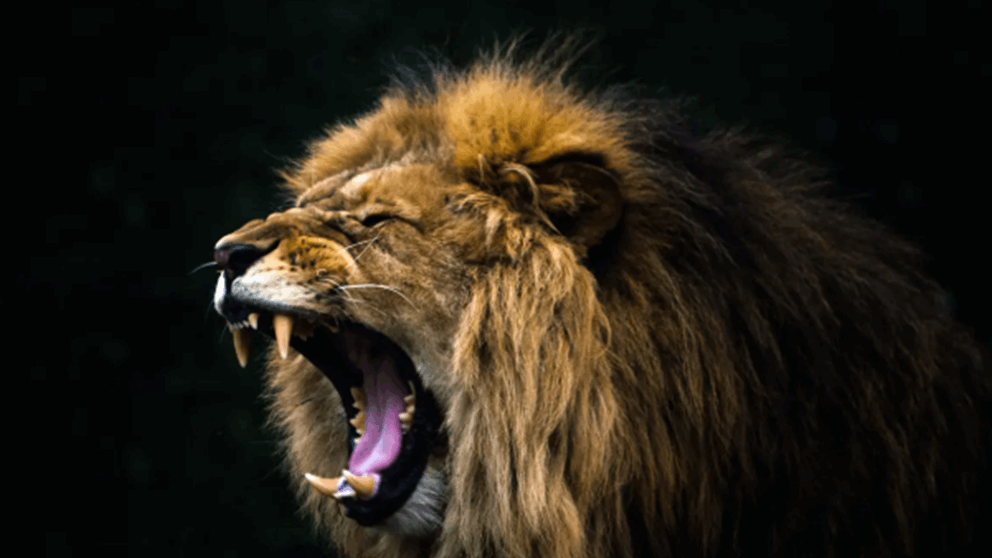 أطلق الأسد عليه.. لحظات رعب(شاهد الفيديو) 