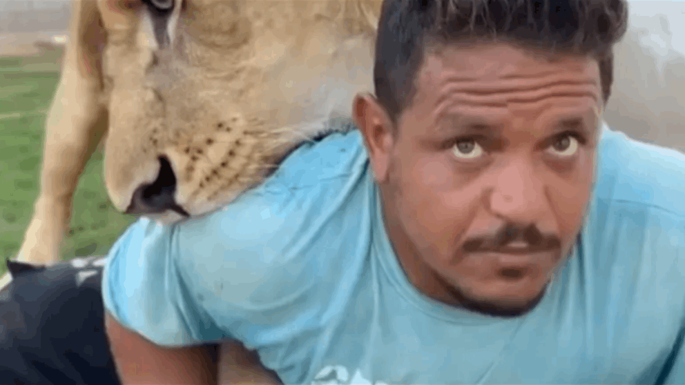  توقيف صاحب مزرعة أطلق أسداً على عامل