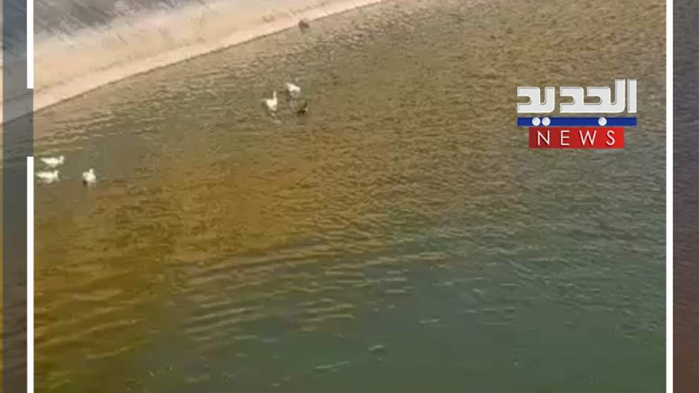 إنقاذ ثعلب احتُجز في بركة زراعية في مجدل سلم (فيديو) 