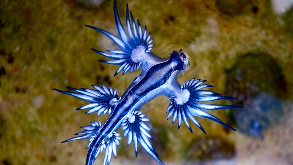 التنين الازرق ظهر.. والسباحة ممنوعة