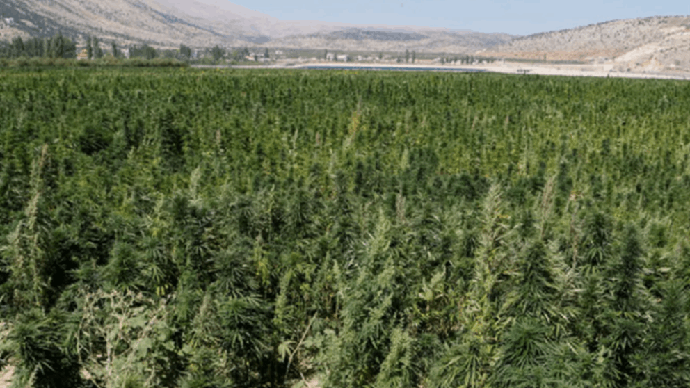 في اليمونة.. اول اجتماع بين مزارعي الحشيش ورئيس الهيئة الناظمة