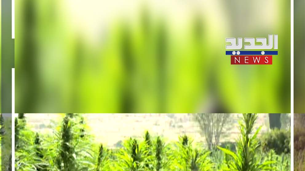 مراسلة الجديد بين حقول الحشيش.. ومناشدة "رسمية" بعدم تلفها! (فيديو)