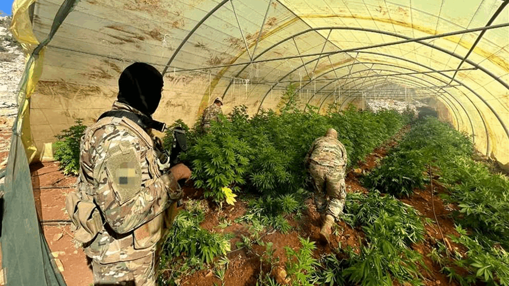 بالصور - الجيش يتلف كمية كبيرة من الحشيشة في بعلبك 