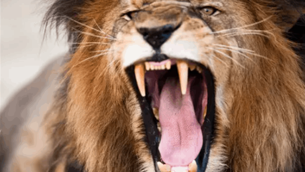 وقف وحيداً.. أسود تقتل حارسها