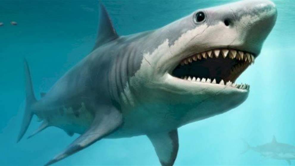 قرش نادر في بحر لبنان والصياد يبادر بإعادته للحياة (شاهد الفيديو) 