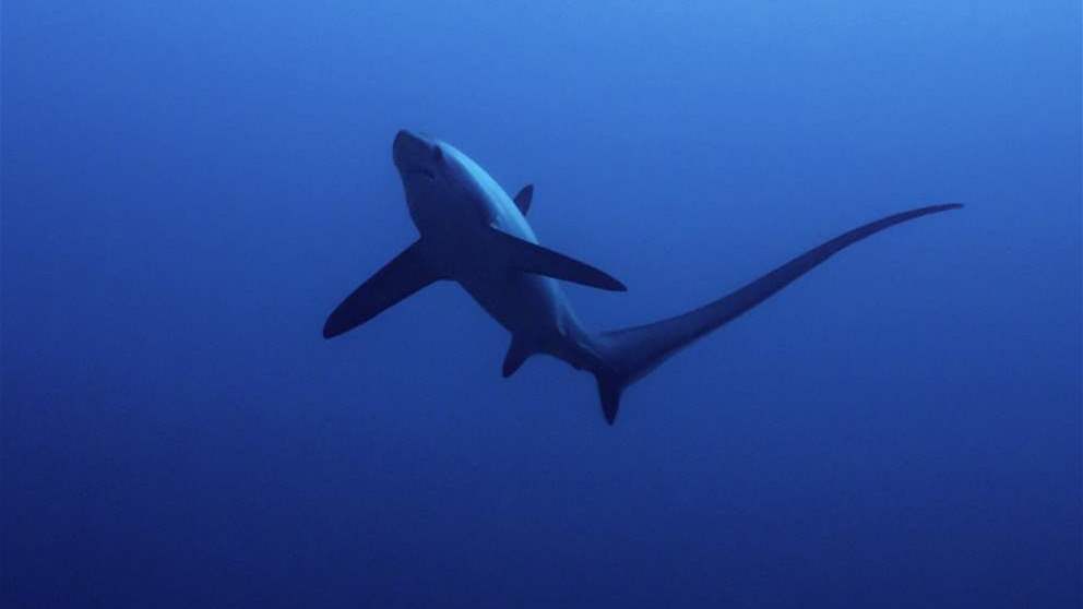ذيله طويل جداً.. قرش نادر في لبنان (شاهد الفيديو) 