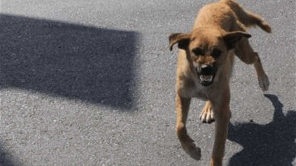 في بيروت.. كلاب شاردة! (النهار) 