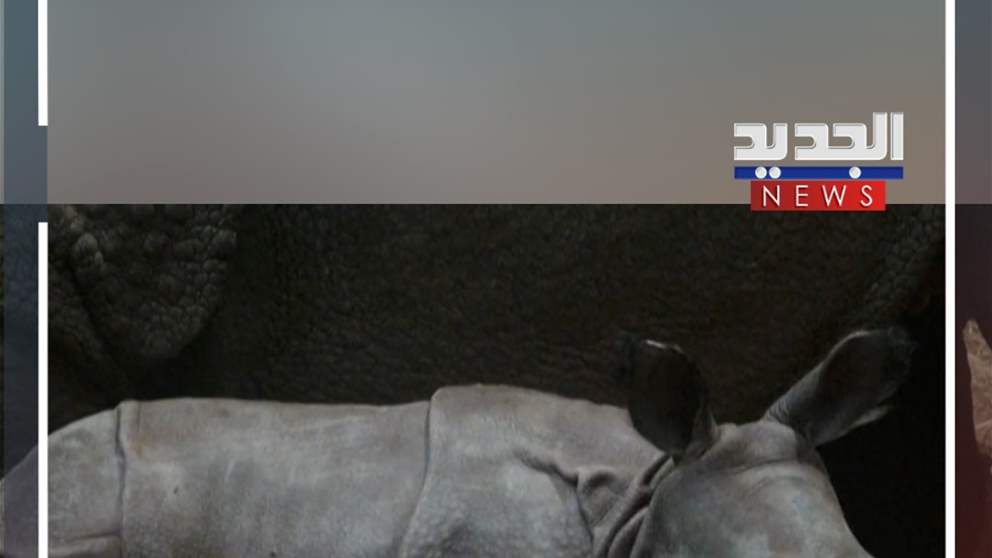 لأول مرة.. صغير "وحيد القرن" يظهر في حديقة! (فيديو)