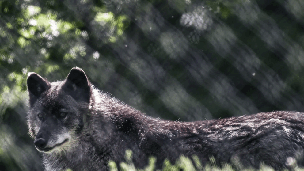 أول حالة مؤكدة.. حيوان يجمع ذئب وكلب! 