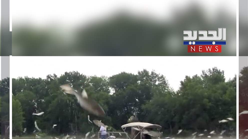 أسماك منزعجة! (فيديو)