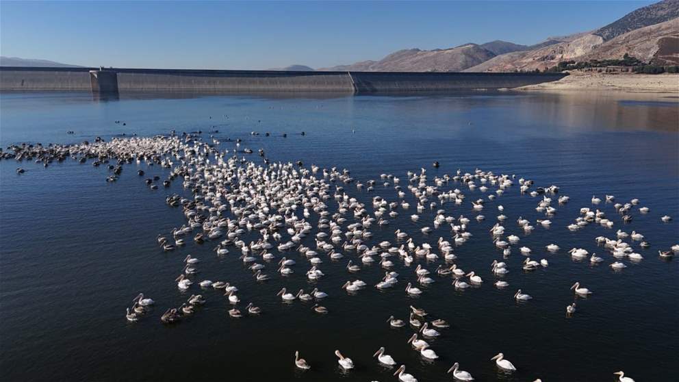 عودة الطيور المهاجرة إلى بحيرة القرعون 