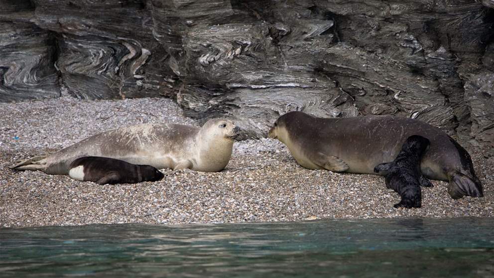 منظمة تركية تحذّر لبنان: أوقفوا البناء في موئل فقمة الراهب