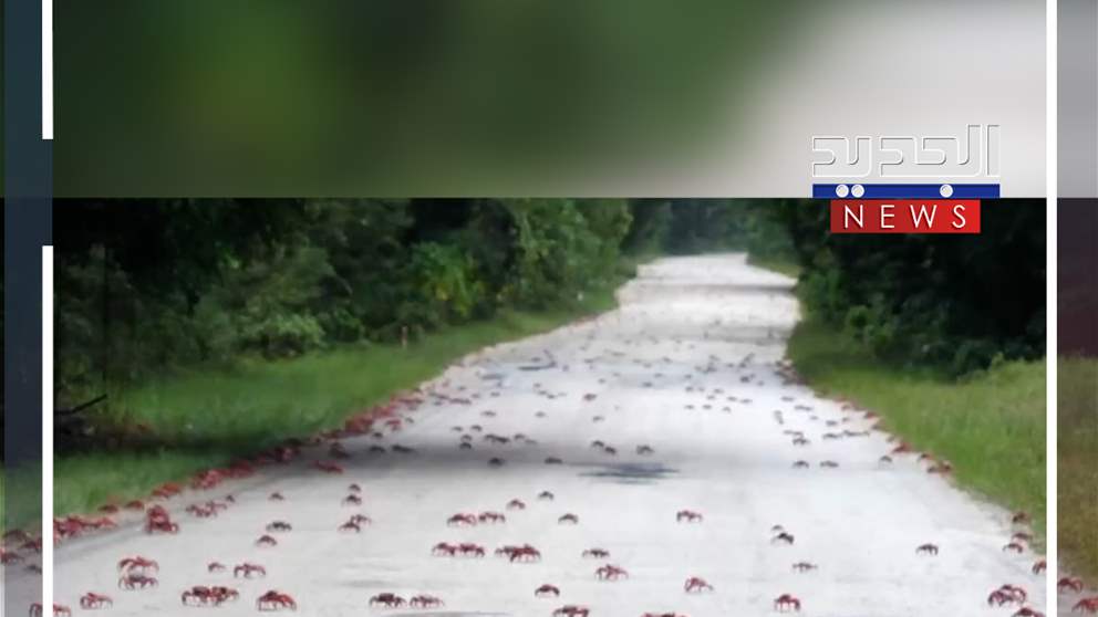 عشرات الملايين من السرطانات الحمراء تهاجر (فيديو) 