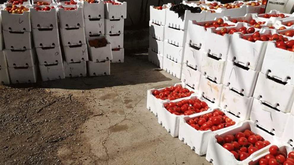 "بندورة مُهرّبة".. ماذا يحصل؟ 