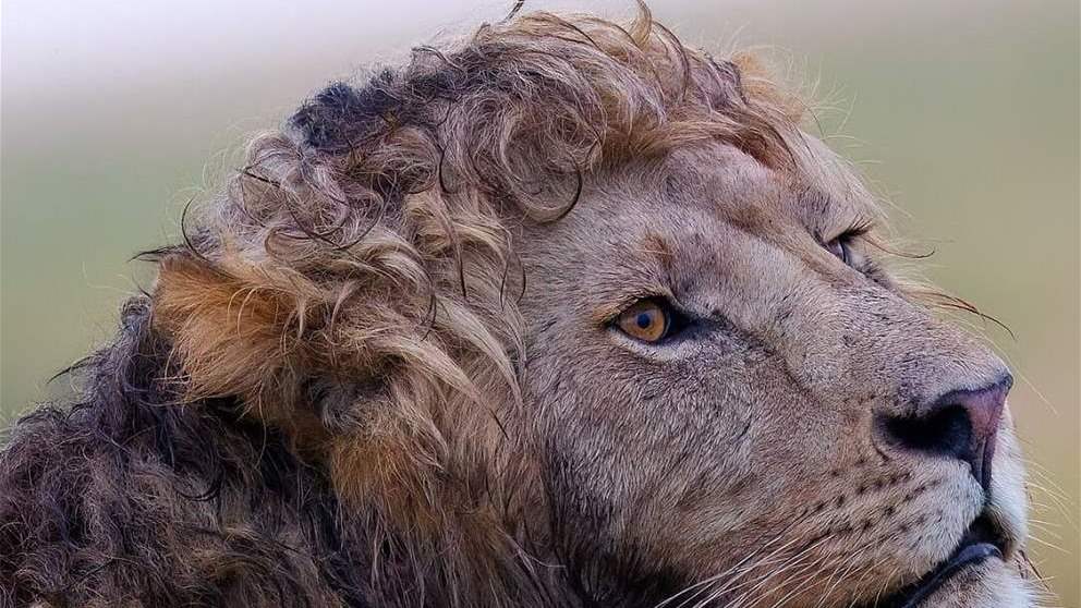 مشهد نادر.. أسد بشعر متجعد (شاهد الصور)