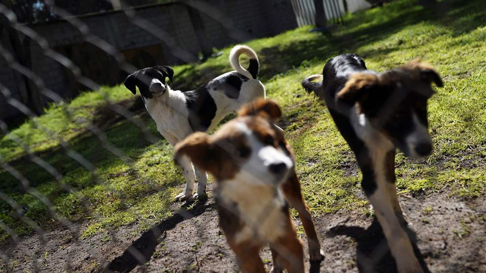 "الحيوان اللبناني الوطني" تلاحقه كلاب! (شاهد الفيديو) 