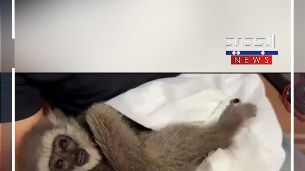 قرد في المطار! (فيديو)