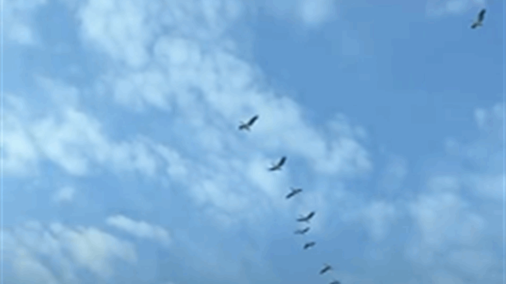 الطيور المهاجرة تحلّق فوق العاصمة (فيديو)