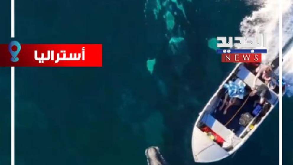 قارب يصدم حوتاً! (فيديو)