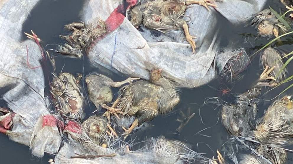 توقيف احد الأشخاص.. بعد العثور على طيور عند ضفاف الليطاني