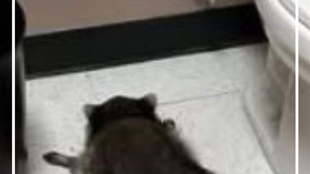 حيوان "سكران" (فيديو)