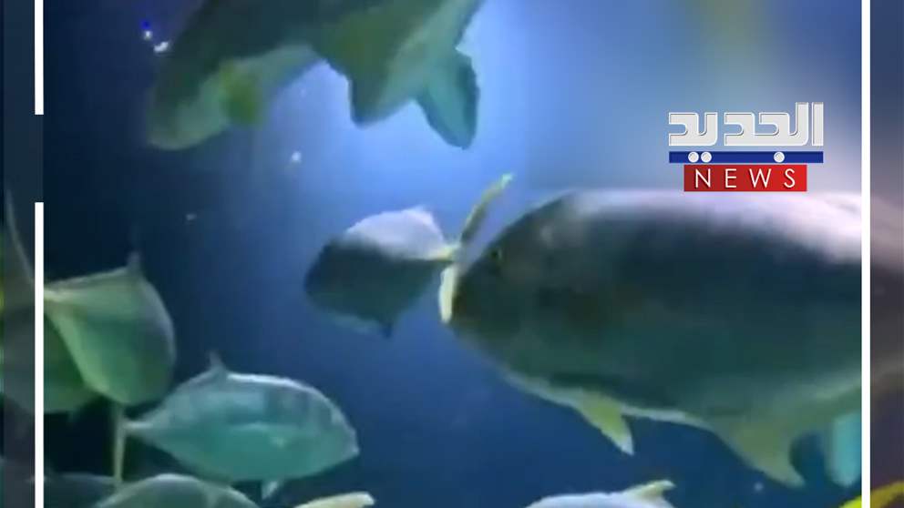 الأسماك تحتفل بالكريسماس (فيديو)