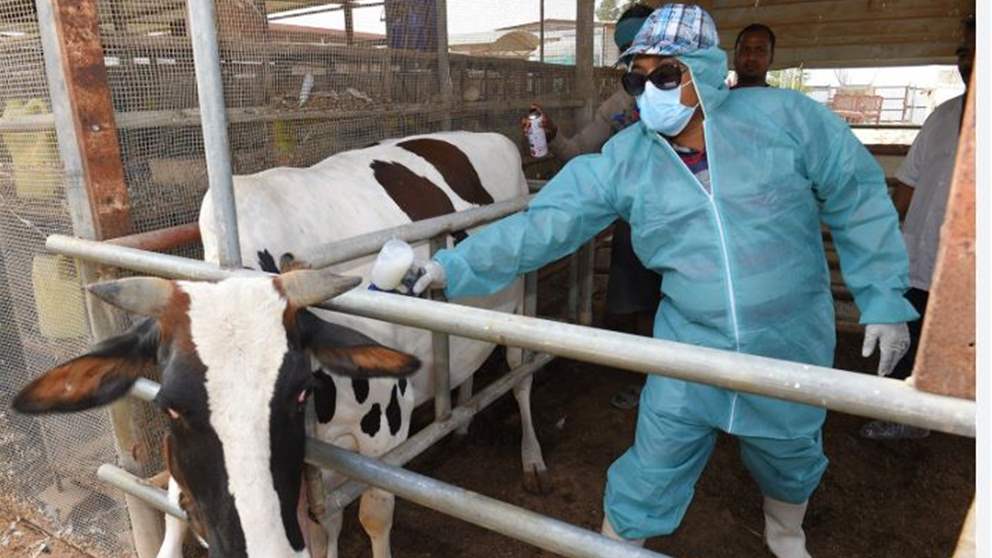 انتشار متسارع للحمى القلاعية..هل تنتقل إلى البشر؟ 