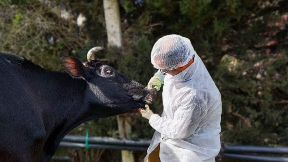 وزارة الزراعة تطلق حملة تلقيح لمكافحة الحمى القلاعية في البقاع