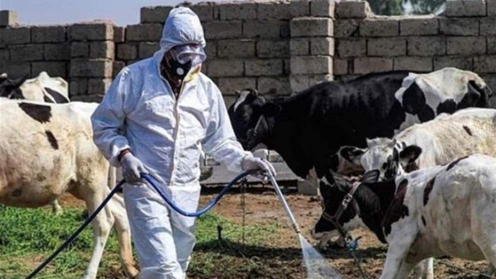 بعد انتشار الحمى القلاعية.. التفتيش المركزي يتحرك